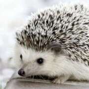 ヒメ日記 2025/06/12 22:30 投稿 平野ちえ 禁断のメンズエステR-18堺・南大阪店