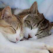 ヒメ日記 2025/07/12 22:54 投稿 平野ちえ 禁断のメンズエステR-18堺・南大阪店