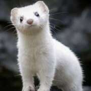 ヒメ日記 2025/09/11 23:04 投稿 平野ちえ 禁断のメンズエステR-18堺・南大阪店