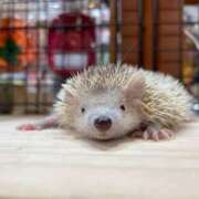 ヒメ日記 2025/10/24 16:24 投稿 平野ちえ 禁断のメンズエステR-18堺・南大阪店