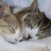 ヒメ日記 2025/11/20 20:24 投稿 平野ちえ 禁断のメンズエステR-18堺・南大阪店