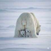 平野ちえ 22時まで💞 禁断のメンズエステR-18堺・南大阪店