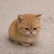 平野ちえ 次回の出勤予定🎶 禁断のメンズエステR-18堺・南大阪店