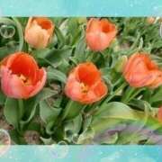 ヒメ日記 2025/04/02 20:03 投稿 天野ミルキィ 禁断のメンズエステR-18堺・南大阪店