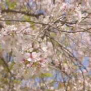 ヒメ日記 2025/04/12 08:57 投稿 つきな リッチドールフェミニン