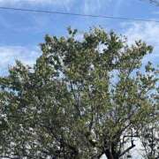 ヒメ日記 2025/06/12 18:30 投稿 みさと Aroma Olive ～アロマオリーブ～