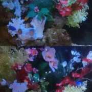 ヒメ日記 2026/01/29 00:26 投稿 まき 新潟デリヘル倶楽部