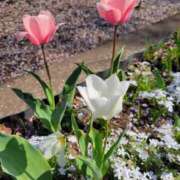 ヒメ日記 2025/04/18 07:50 投稿 まりえ 熟女SPA