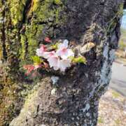 ヒメ日記 2025/04/19 10:51 投稿 まりえ 熟女SPA