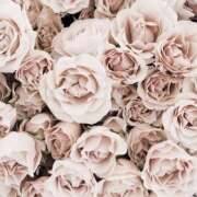 ヒメ日記 2025/01/02 14:12 投稿 横山 七海 エレガンス(福島)