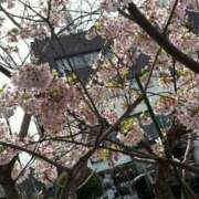 ヒメ日記 2025/03/15 17:02 投稿 おとめ One More奥様　横浜関内店