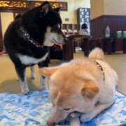 ヒメ日記 2025/11/01 08:30 投稿 荒瀬 BBW横浜店