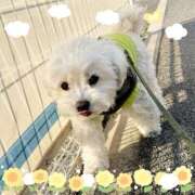 ヒメ日記 2025/03/20 17:32 投稿 あや エレガンス(広島)