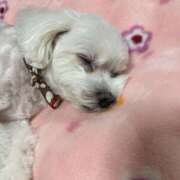 ヒメ日記 2025/11/10 22:40 投稿 あや エレガンス(広島)