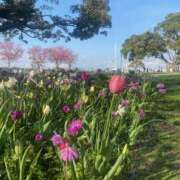 ヒメ日記 2025/04/14 00:59 投稿 ともみ ラッシュアワー