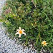 ヒメ日記 2025/09/08 23:53 投稿 さおり 王様のヘルス-人妻のおもてなし-