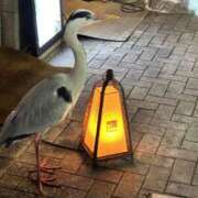 ヒメ日記 2025/03/09 11:27 投稿 シキ KINDAN-禁断-