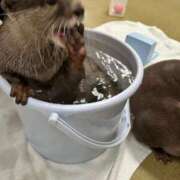 ヒメ日記 2025/09/09 17:33 投稿 シキ KINDAN-禁断-