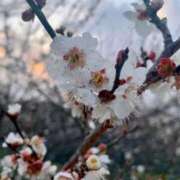 ゆりな 梅の花🫧 愛知弥富ちゃんこ
