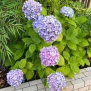 ヒメ日記 2025/07/15 00:47 投稿 るり Sナース女学園