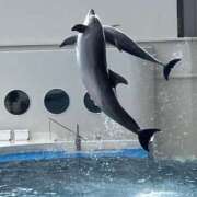 ヒメ日記 2025/04/12 12:29 投稿 あい ギン妻パラダイス 堺東店