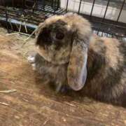 ヒメ日記 2025/02/04 17:31 投稿 朝井 AROMA VENUS