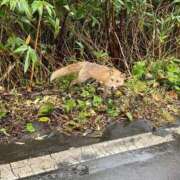 ヒメ日記 2025/11/02 22:52 投稿 奈々/なな　centu STYLISH BACH