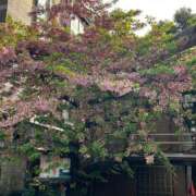 ヒメ日記 2025/03/26 10:11 投稿 みこと 池袋で熟女の風俗 マダムいやーん