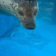 ヒメ日記 2025/03/19 17:36 投稿 あろま 京都デリヘル倶楽部FIRST