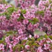 ヒメ日記 2025/03/27 22:25 投稿 レヴィ-KINDAN- KINDAN-禁断-