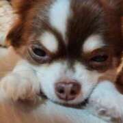 ヒメ日記 2025/12/09 19:18 投稿 レヴィ-KINDAN- KINDAN-禁断-