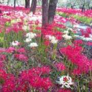 ヒメ日記 2025/10/20 01:50 投稿 はるき マリアージュ熊谷