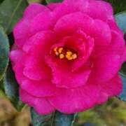 ヒメ日記 2025/01/03 14:16 投稿 みや 兵庫姫路・加古川ちゃんこ