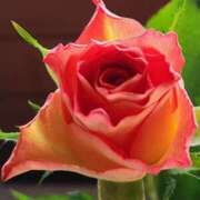 ヒメ日記 2025/01/25 16:11 投稿 みや 兵庫姫路・加古川ちゃんこ