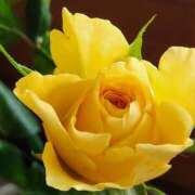 ヒメ日記 2025/01/25 20:54 投稿 みや 兵庫姫路・加古川ちゃんこ