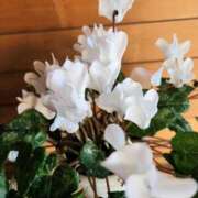 ヒメ日記 2025/02/04 09:37 投稿 みや 兵庫姫路・加古川ちゃんこ