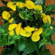 ヒメ日記 2025/03/27 15:26 投稿 みや 兵庫姫路・加古川ちゃんこ