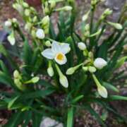 ヒメ日記 2025/03/31 11:37 投稿 みや 兵庫姫路・加古川ちゃんこ