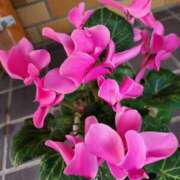 ヒメ日記 2025/04/05 12:10 投稿 みや 兵庫姫路・加古川ちゃんこ