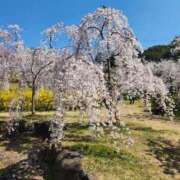 ヒメ日記 2025/04/06 18:15 投稿 みや 兵庫姫路・加古川ちゃんこ
