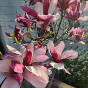 ヒメ日記 2025/04/16 17:50 投稿 みや 兵庫姫路・加古川ちゃんこ