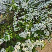 ヒメ日記 2025/04/17 18:22 投稿 みや 兵庫姫路・加古川ちゃんこ