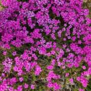 ヒメ日記 2025/04/21 11:15 投稿 みや 兵庫姫路・加古川ちゃんこ