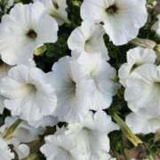 ヒメ日記 2025/05/15 09:46 投稿 みや 兵庫姫路・加古川ちゃんこ