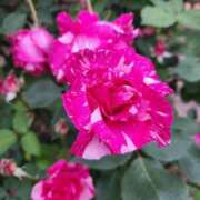 ヒメ日記 2025/05/30 17:54 投稿 みや 兵庫姫路・加古川ちゃんこ