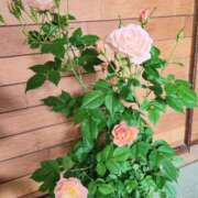 ヒメ日記 2025/06/02 10:47 投稿 みや 兵庫姫路・加古川ちゃんこ