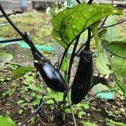 ヒメ日記 2025/06/15 14:25 投稿 みや 兵庫姫路・加古川ちゃんこ