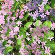 ヒメ日記 2025/06/23 09:46 投稿 みや 兵庫姫路・加古川ちゃんこ