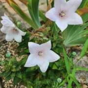 ヒメ日記 2025/07/15 10:34 投稿 みや 兵庫姫路・加古川ちゃんこ