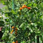 ヒメ日記 2025/07/18 08:31 投稿 みや 兵庫姫路・加古川ちゃんこ